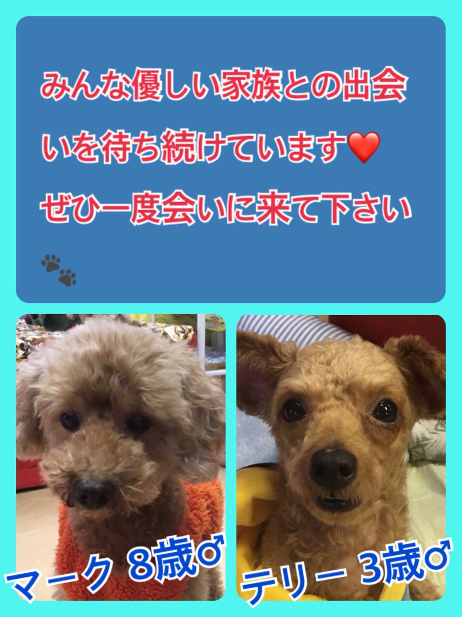 🐾今日はワンワンニャンの日🐶🐱今日の里親様募集中ワンコ🐶メンバーです🐾2019,11,2